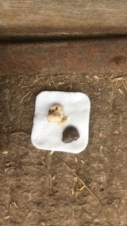 5E5346B7-D13C-4315-9C7B-E2EFE373850F.jpeg 5E5346B7-D13C-4315-9C7B-E2EFE373850F.jpeg