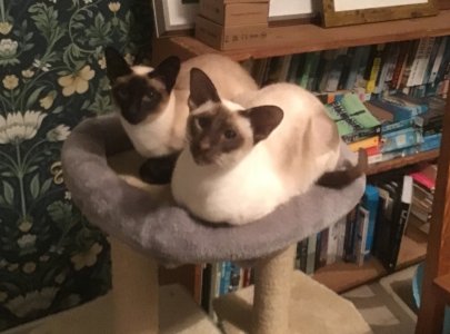 1739531232118.jpeg 1739531232118.jpeg