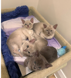 1739532344293.png 1739532344293.png