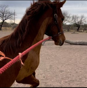 IMG_6931.jpeg IMG_6931.jpeg