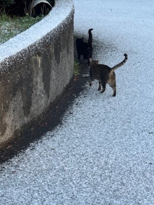 IMG_7451.jpeg