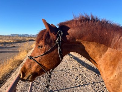 IMG_7073.jpeg IMG_7073.jpeg