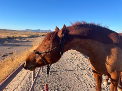 IMG_7069.jpeg IMG_7069.jpeg