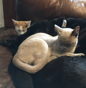 IMG_2747.jpeg IMG_2747.jpeg