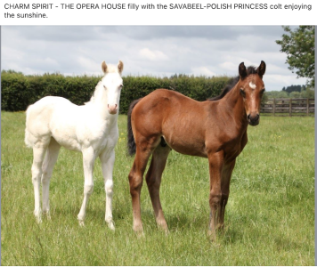 Screenshot 2025-02-24 at 17.25.02.png