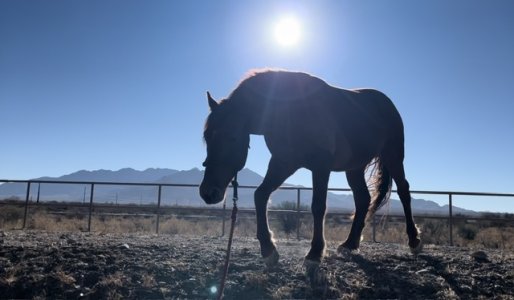 IMG_7168.jpeg IMG_7168.jpeg