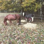 S&W field.jpg S&W field.jpg