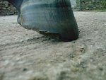 Hoof 060810.JPG
