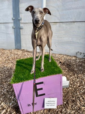 IMG_2950.jpeg IMG_2950.jpeg