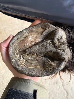 IMG_3233.jpeg IMG_3233.jpeg