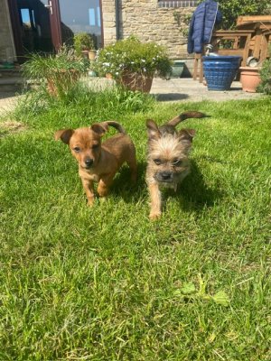 1dc2f11b-4a9b-424c-bcd3-a4bb1d531b07.jpeg 1dc2f11b-4a9b-424c-bcd3-a4bb1d531b07.jpeg