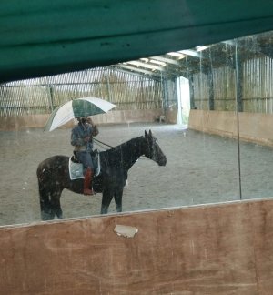 bingo and umbrella riding.jpg