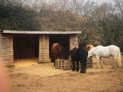 IMG_4098.jpeg IMG_4098.jpeg