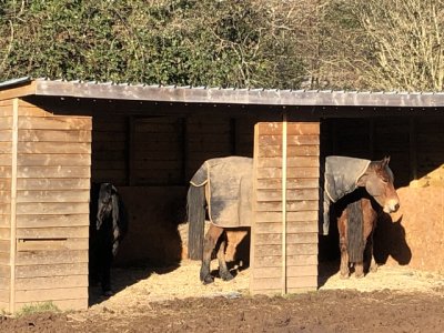 IMG_1686.jpeg IMG_1686.jpeg