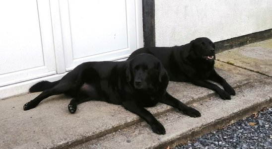 hot dogs.jpg hot dogs.jpg