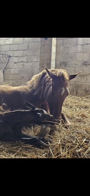 0C7D2A36-EF37-48ED-B7A0-C1BCC7D32DD4.jpeg 0C7D2A36-EF37-48ED-B7A0-C1BCC7D32DD4.jpeg