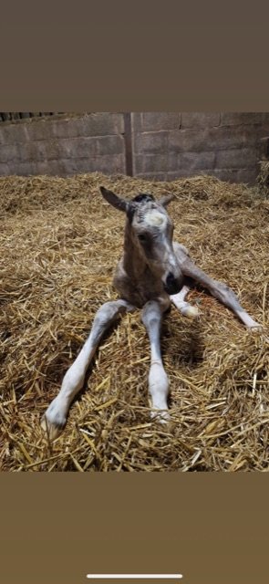 66512996-6724-4BA4-859B-C22BC29AF265.jpeg 66512996-6724-4BA4-859B-C22BC29AF265.jpeg