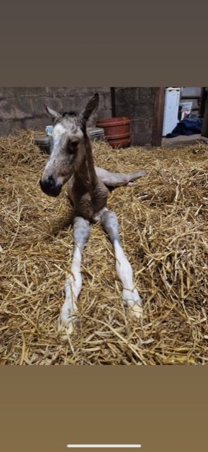 A27CB25B-34B6-42AF-B215-64A38A77E178.jpeg A27CB25B-34B6-42AF-B215-64A38A77E178.jpeg