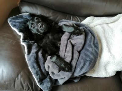 Duvet day.jpg Duvet day.jpg