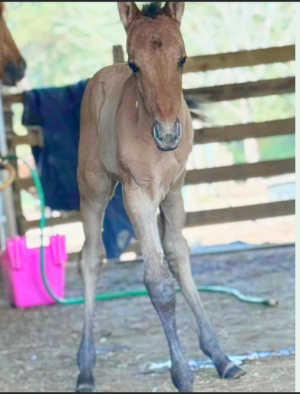 1744135325984.png 1744135325984.png