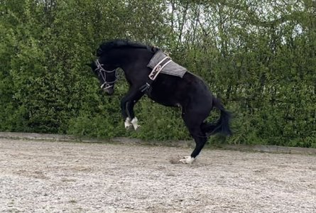 IMG_7570.jpeg IMG_7570.jpeg