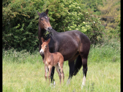 IMG_0559.png IMG_0559.png