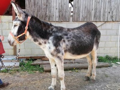 IMG_5188.jpeg IMG_5188.jpeg