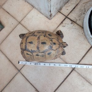 tommy 2 smaller file.jpg