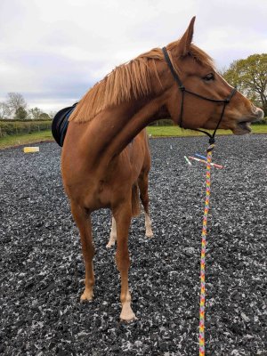 PXL_20250420_074727391~2 (1) (1).jpg