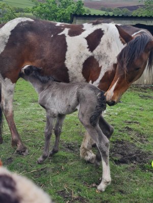 Screenshot_20250423_180022_Gallery.jpg Screenshot_20250423_180022_Gallery.jpg