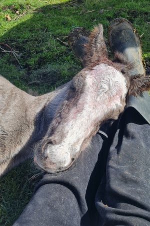 Screenshot_20250423_180044_Gallery.jpg Screenshot_20250423_180044_Gallery.jpg