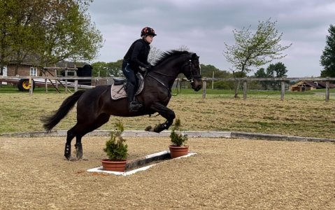 IMG_8494.jpeg IMG_8494.jpeg