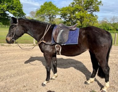 IMG_7689.jpeg IMG_7689.jpeg