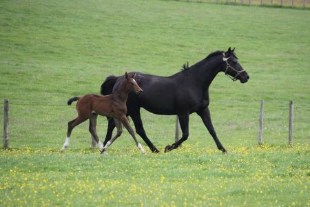bingo foal trot.jpg