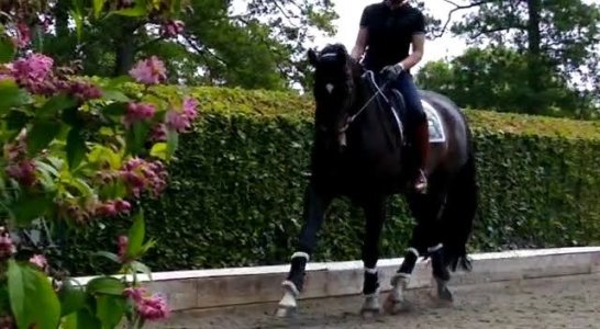 bingo trot flowers.jpg