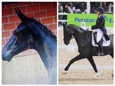 wonky foal to gp.jpg