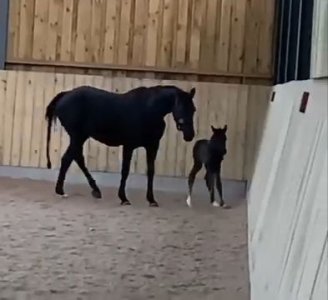 cookie foal.jpg