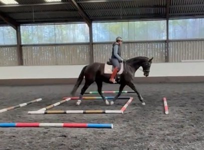 cookie trot poles.jpg