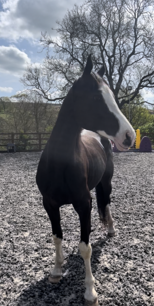 IMG_1145.PNG IMG_1145.PNG