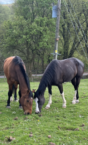 IMG_1147.PNG IMG_1147.PNG