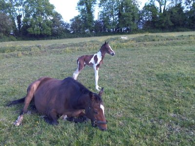 foal 110609 001.jpeg