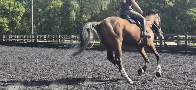 Screenshot_20250429_200829_Gallery.jpg Screenshot_20250429_200829_Gallery.jpg