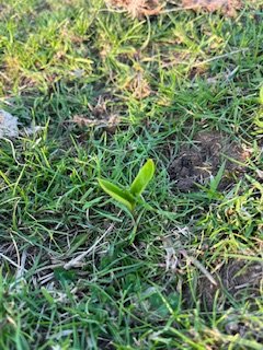 IMG_8311.jpeg