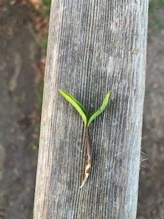 IMG_8341.jpeg