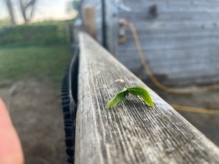 IMG_8342.jpeg