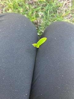 IMG_8347.jpeg