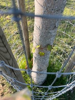 IMG_8348.jpeg