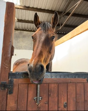 IMG_7930.jpeg IMG_7930.jpeg