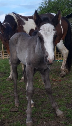 Screenshot_20250505_103258_Gallery.jpg Screenshot_20250505_103258_Gallery.jpg