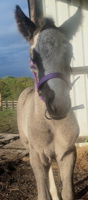 Screenshot_20250505_102758_Gallery.jpg Screenshot_20250505_102758_Gallery.jpg